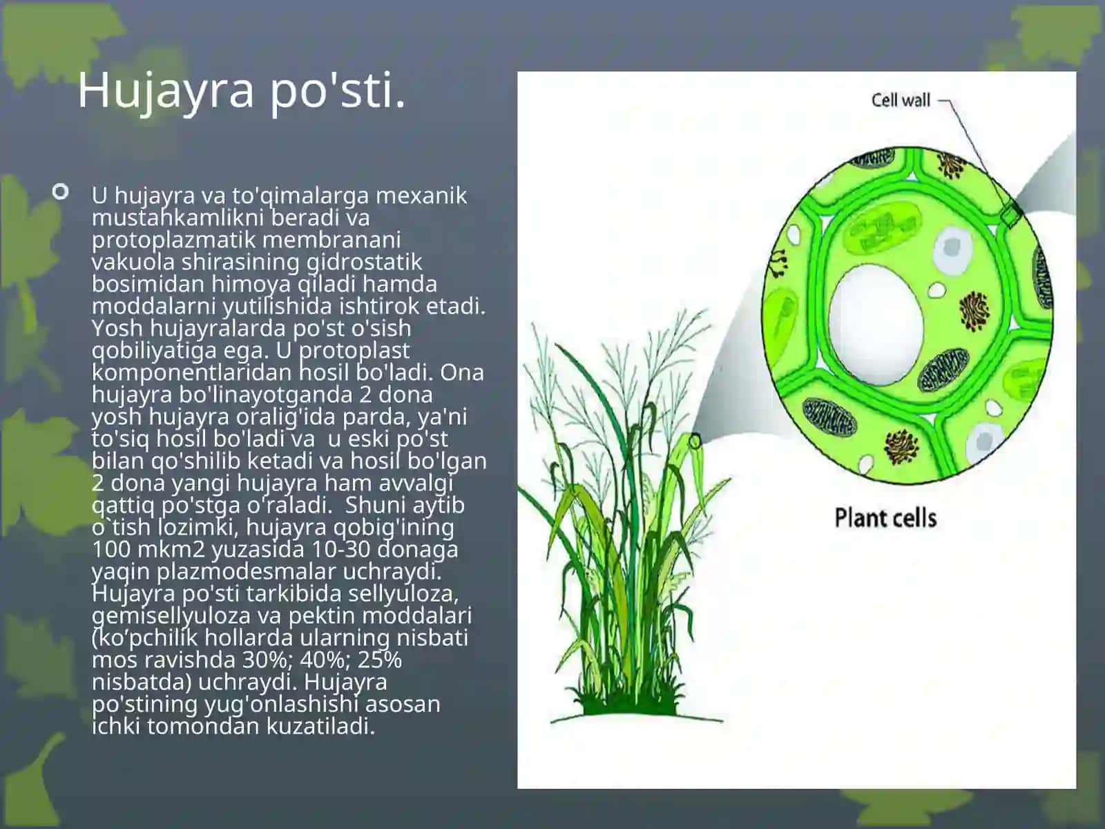 O`SIMLIK HUJAYRASINING TUZILISHI VA FUNKSIYALARI 4