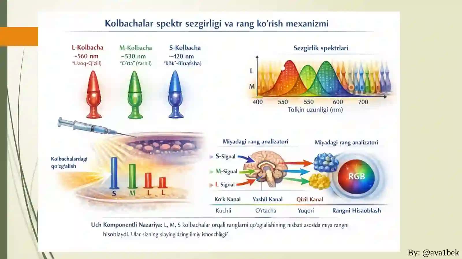 Ko‘ruvsensortizimi:To’rpardavaFotoreseptorlarfiziologiyasi 4