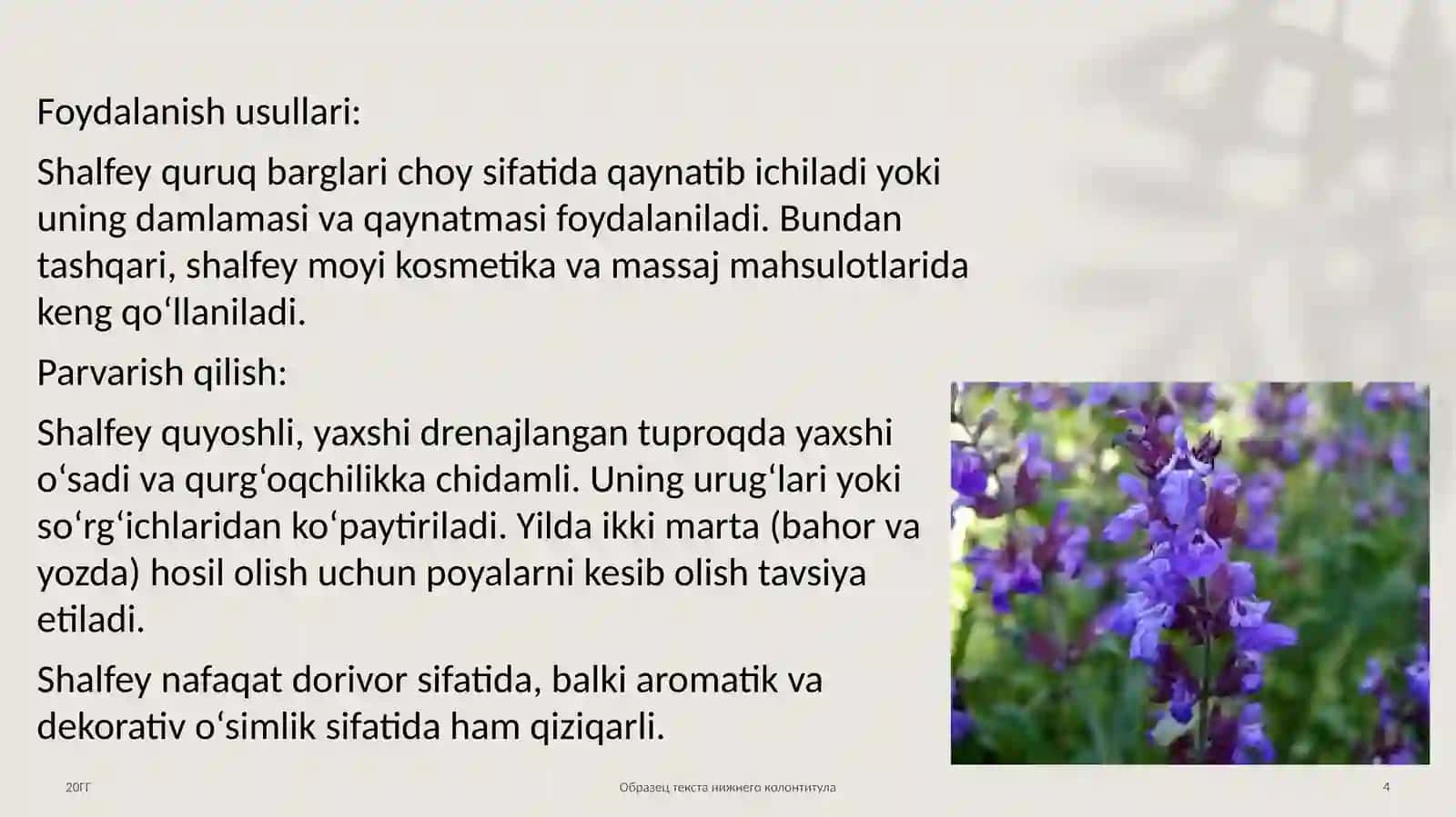 Shalfey o’simligining dorivorlik xususiyatlari 4