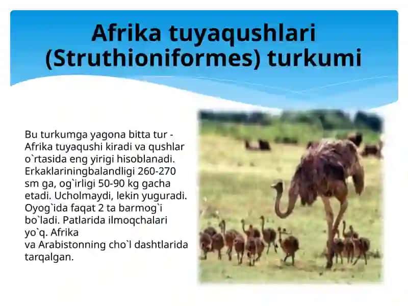 Qushlarning tabiiy bio-etseNozlar dagi o`rni 4
