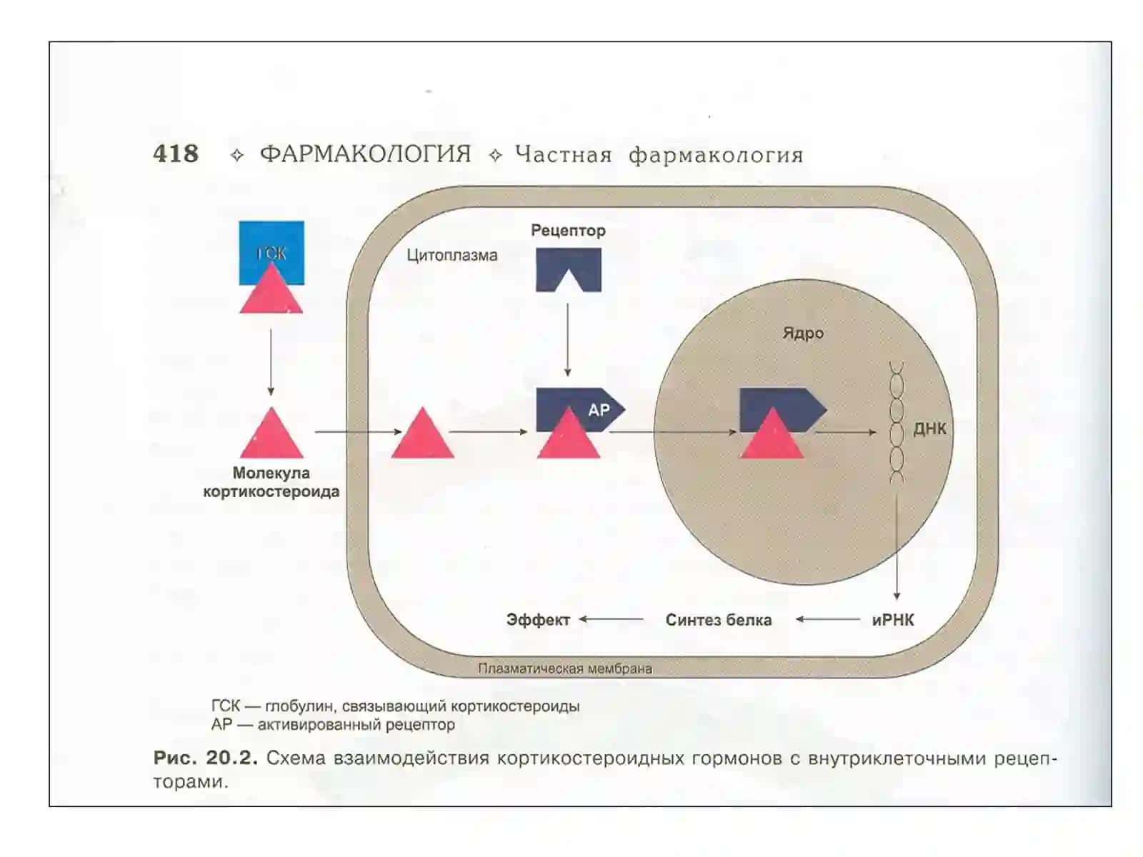 Гормонлар 4