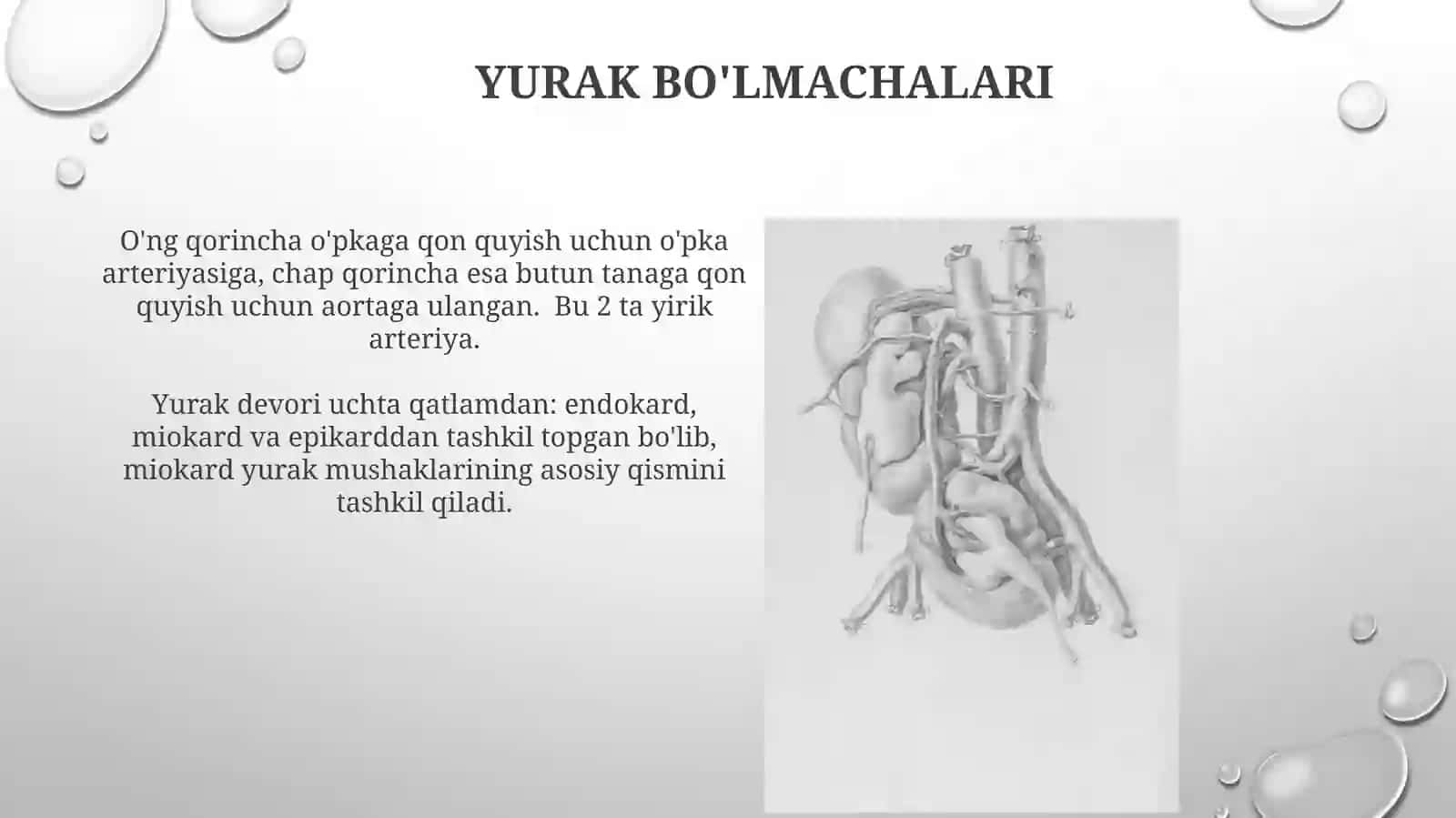 Yurakning Tuzilishi 4