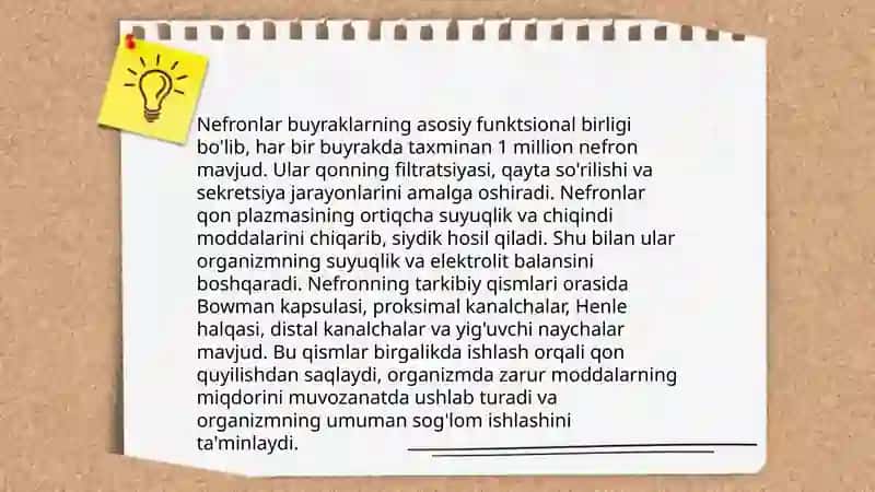 Buyrak tuzilishi va vazifasi 4