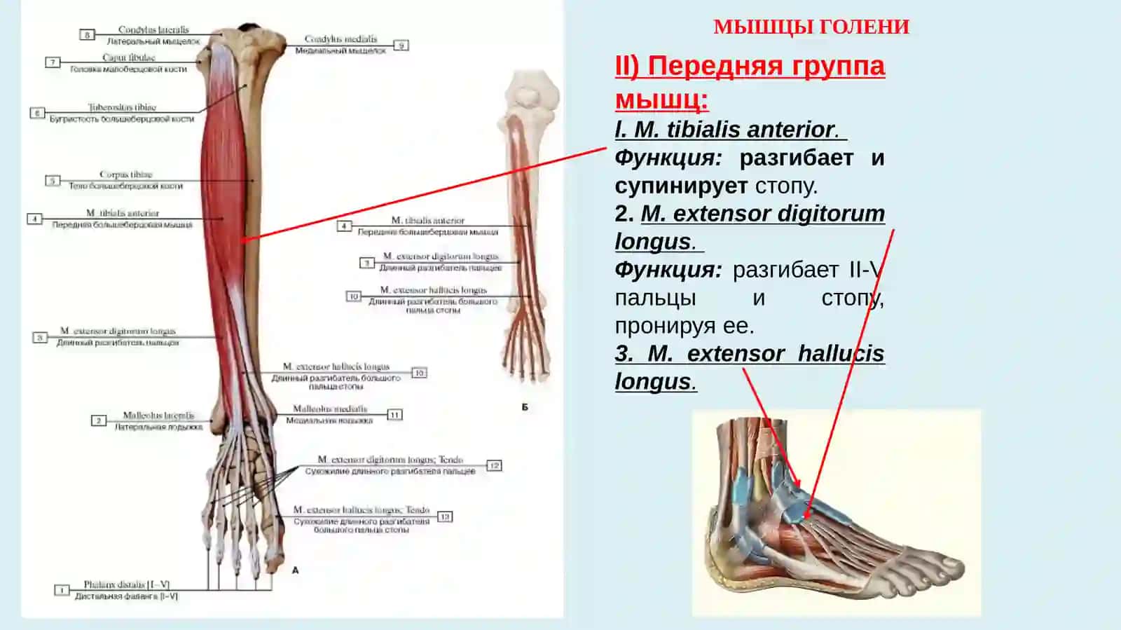 Мышцы голени и стопы 4