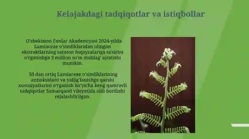 Lamiaceae oilasining dorivor o'simliklari 4