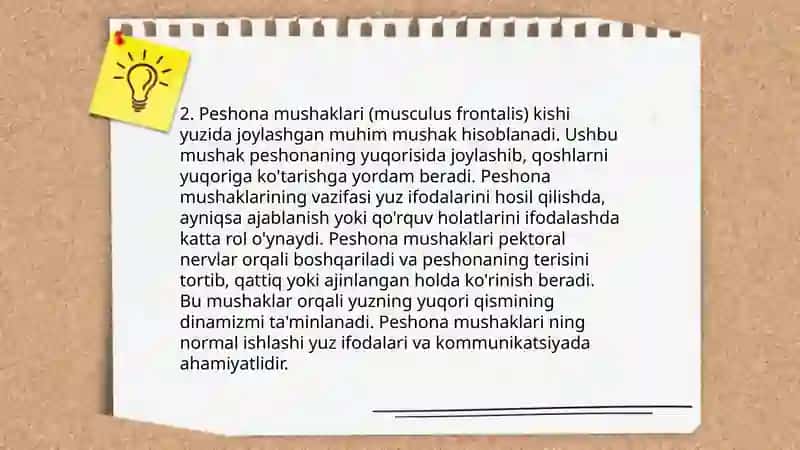 Bosh mushaklari anatomiyasi 4