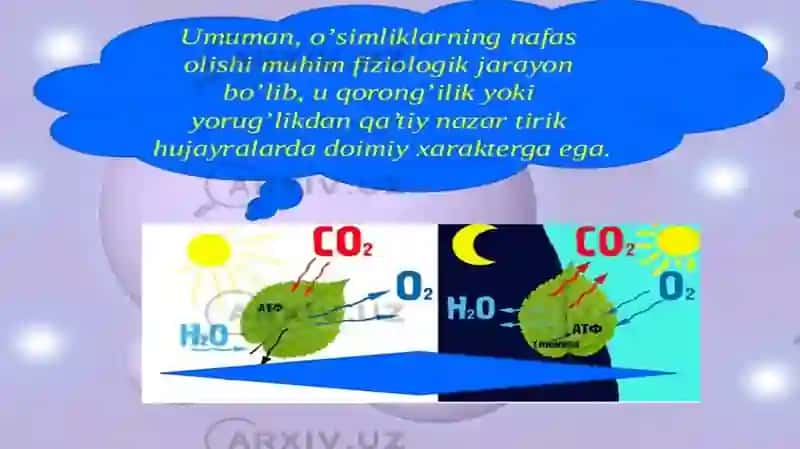 O‘simliklarda Nafas olish jarayoni 4