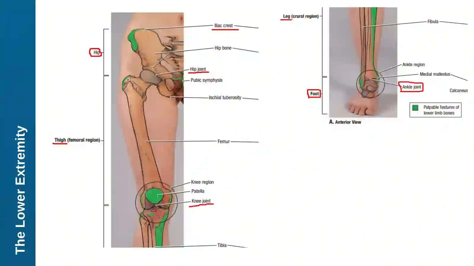 Lesson 12: Nerves of the Lower Extremity and Injuries 4