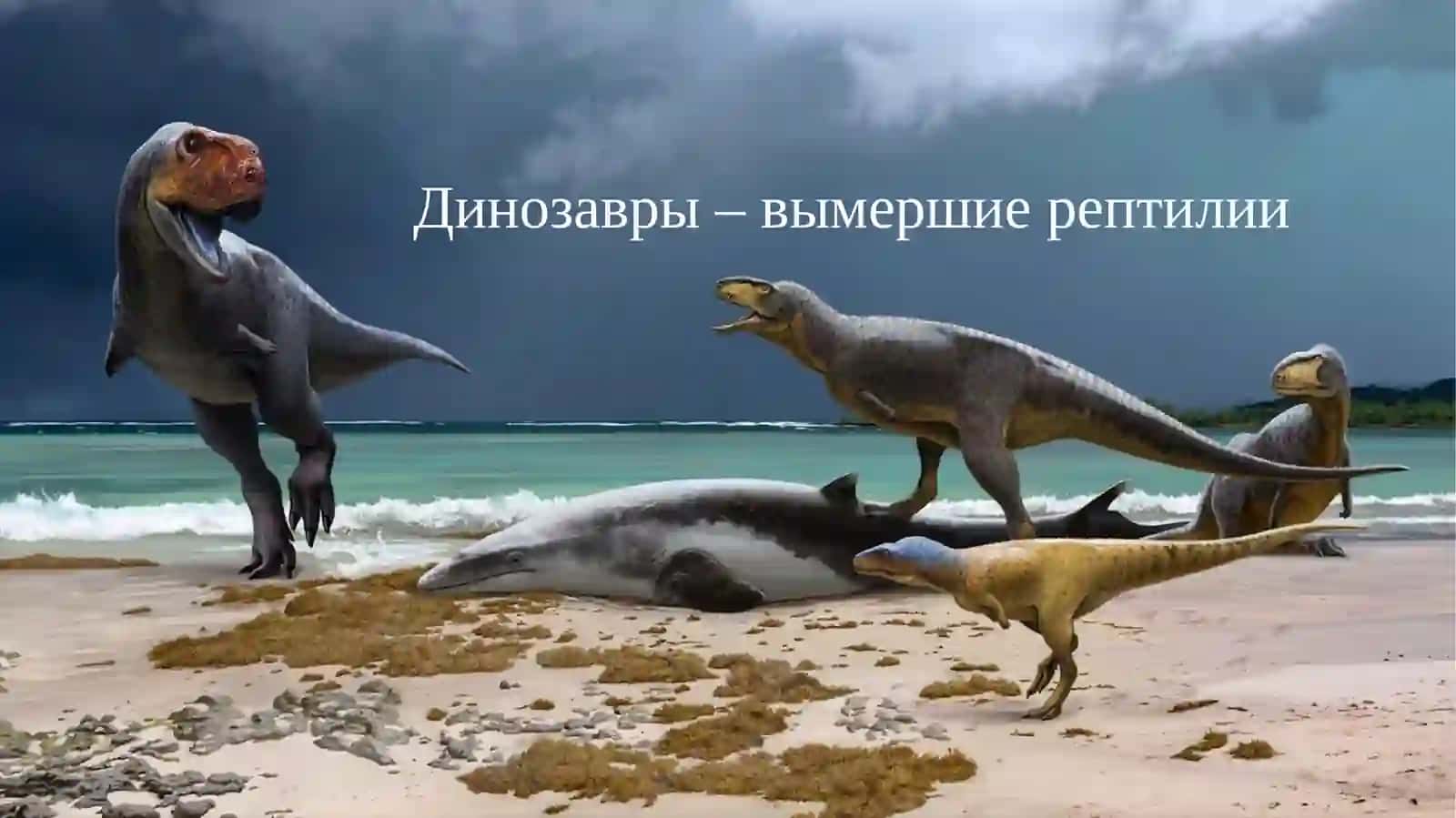 Класс пресмыкающиеся 4
