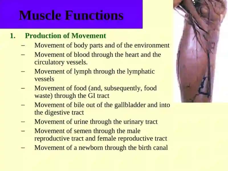 Muscular Tissue 4