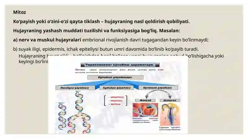 Oʻsimliklardamitozvameyozjarayonlar 4