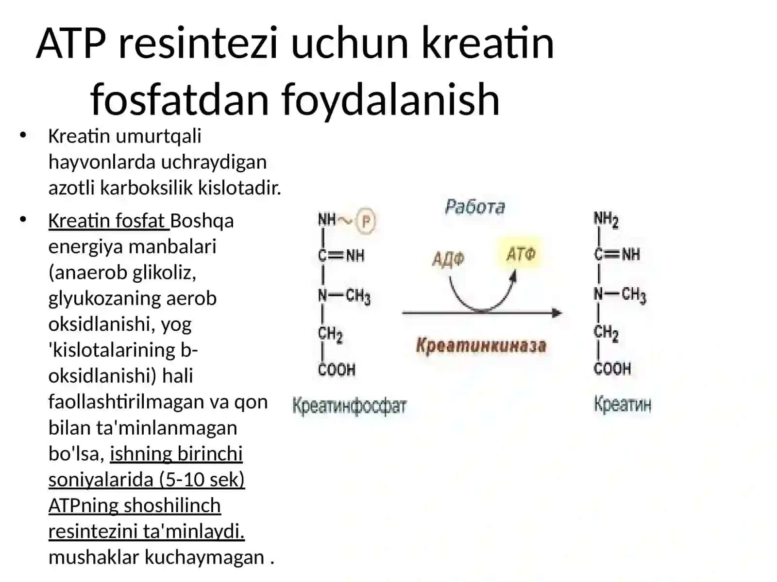 Mushak tolalarining energiya apparati 4
