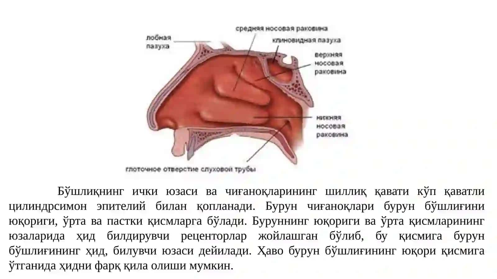 Нафас олиш тизими аъзолари 4
