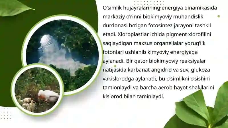 O’simlik hujayrasi energetikasi 4