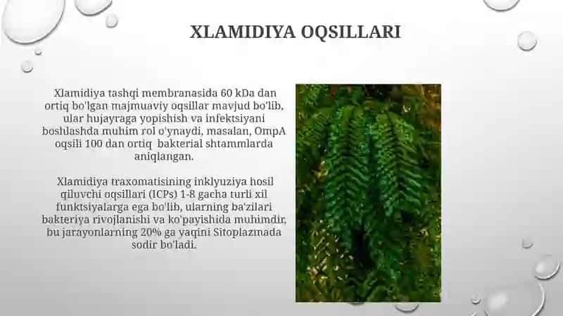 Xlamidiya morfologiyasining diagnostik ahamiyati 4