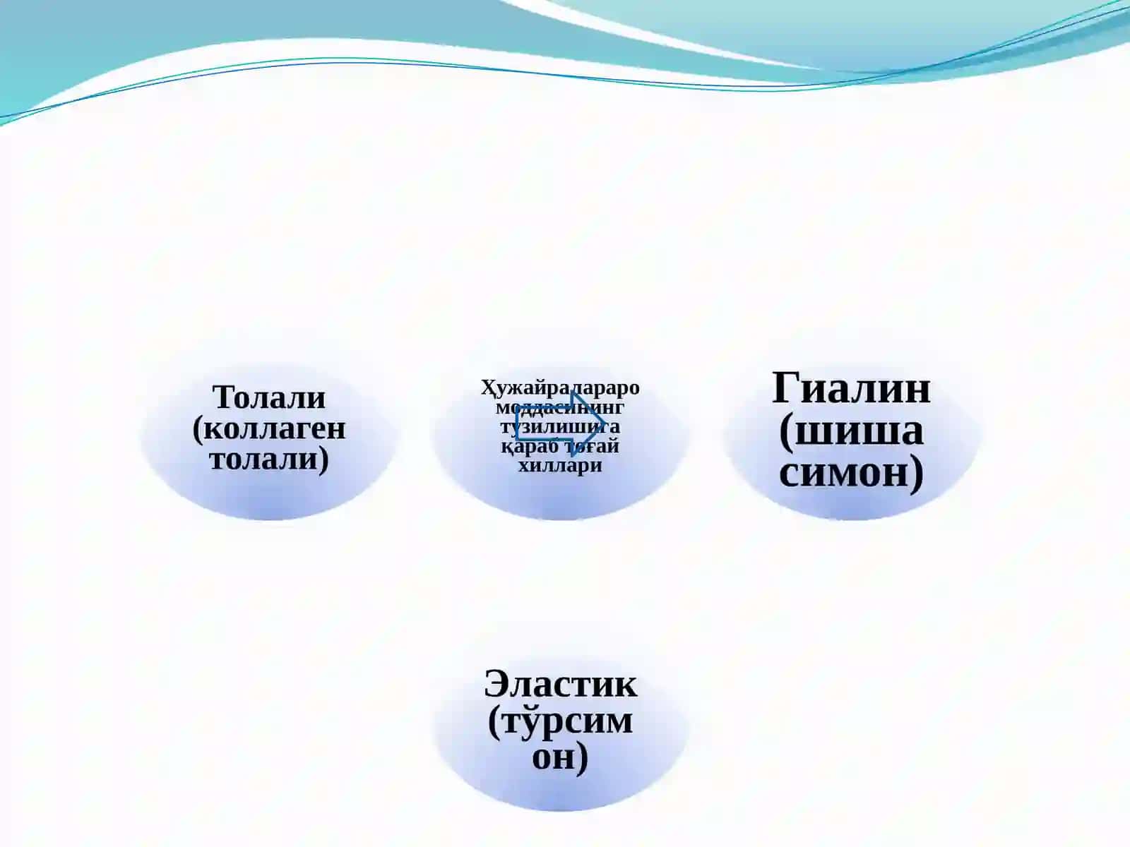Тоғай ва суяк тўқималари 4