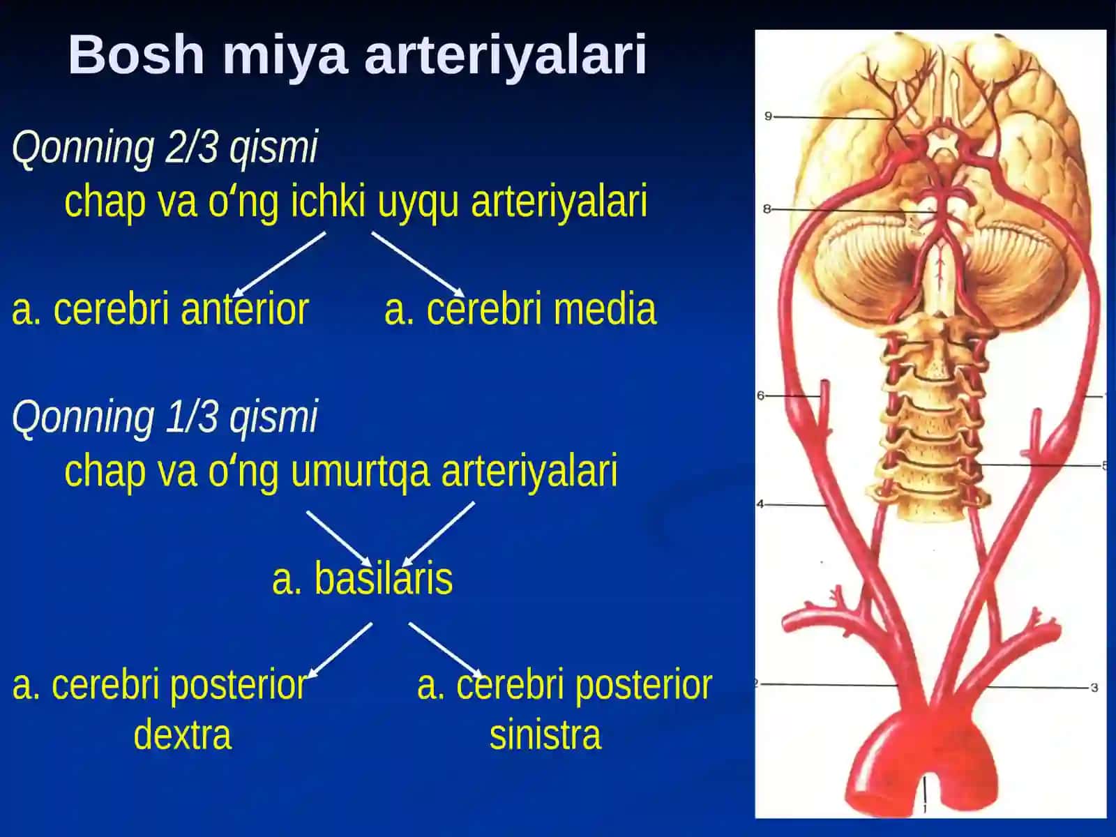 Maʻruza Bosh sohasi miya qismining klinika anatomiyasi 4
