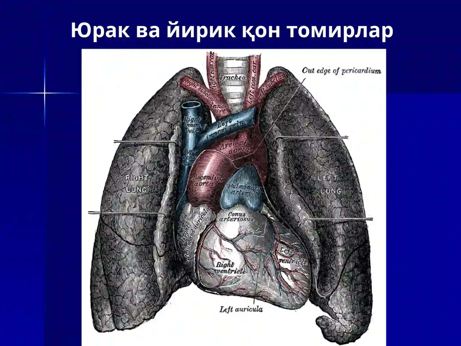 Юракнинг тузилиши 4