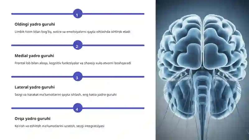 Talamus va Gipotalamus Anatomiyasi 4