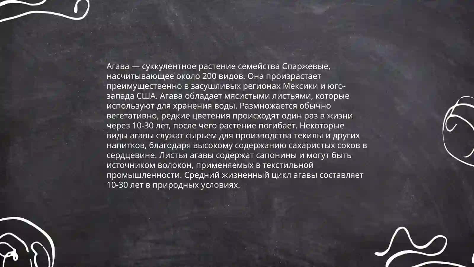 Агава 4