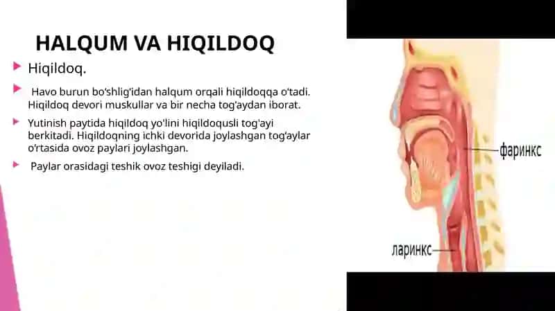 Nafas Olish A'zolari 4