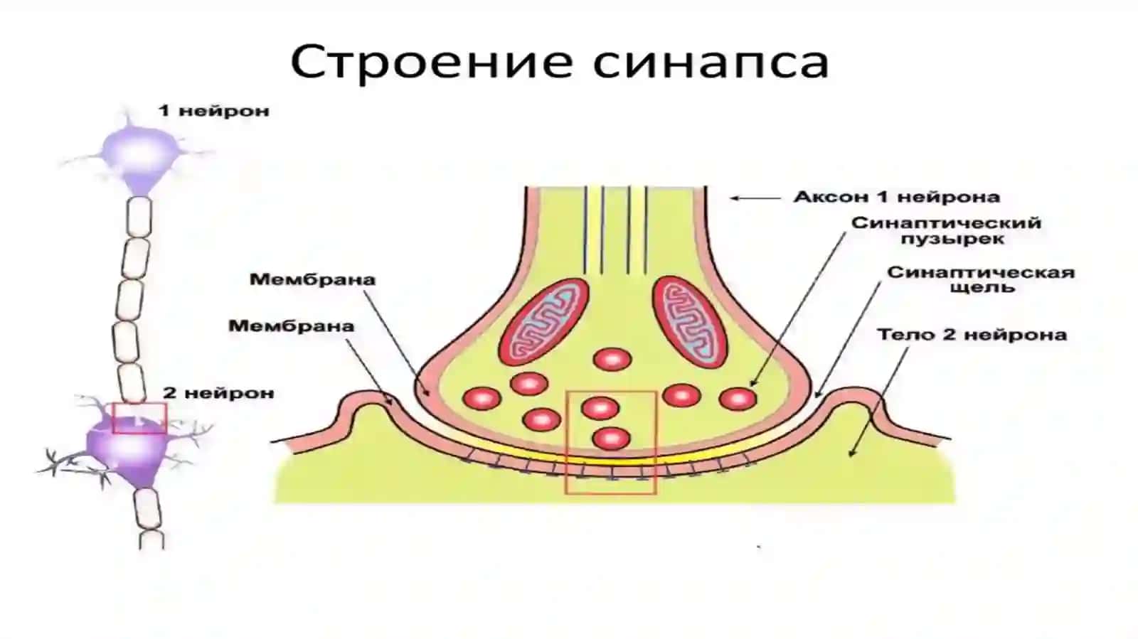 Vegetativ nerv sistemasi haqida 4