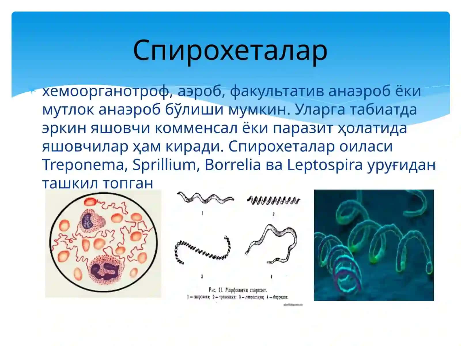 СПИРОХЕТАЛАР 4