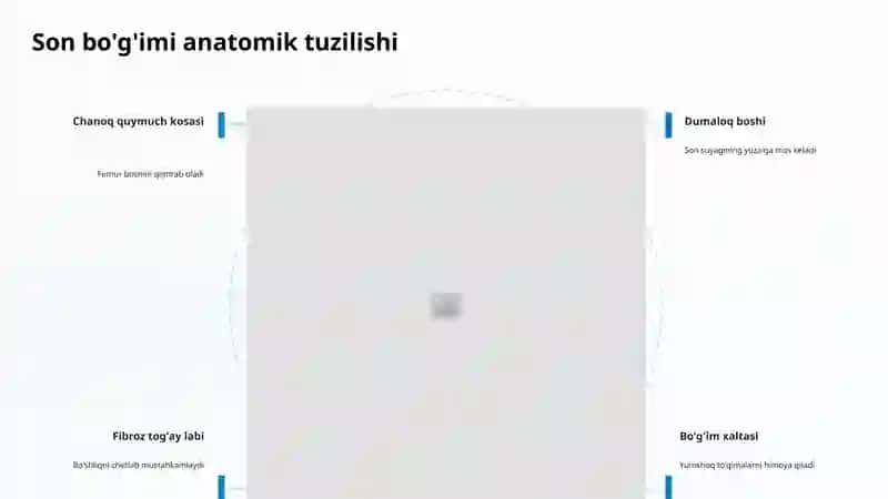 Son bo'g'imi anatomiyasi va mexanikasi 4