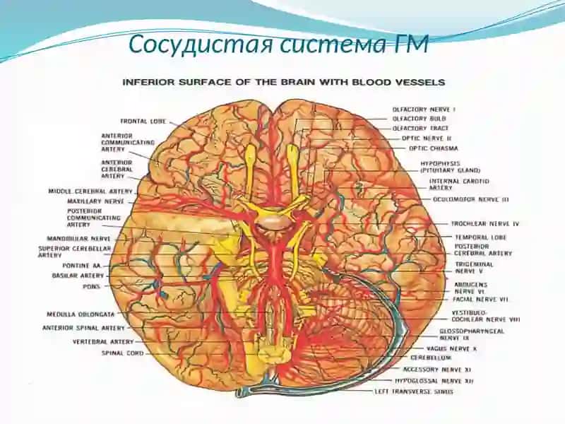 Физиология головного мозга 4