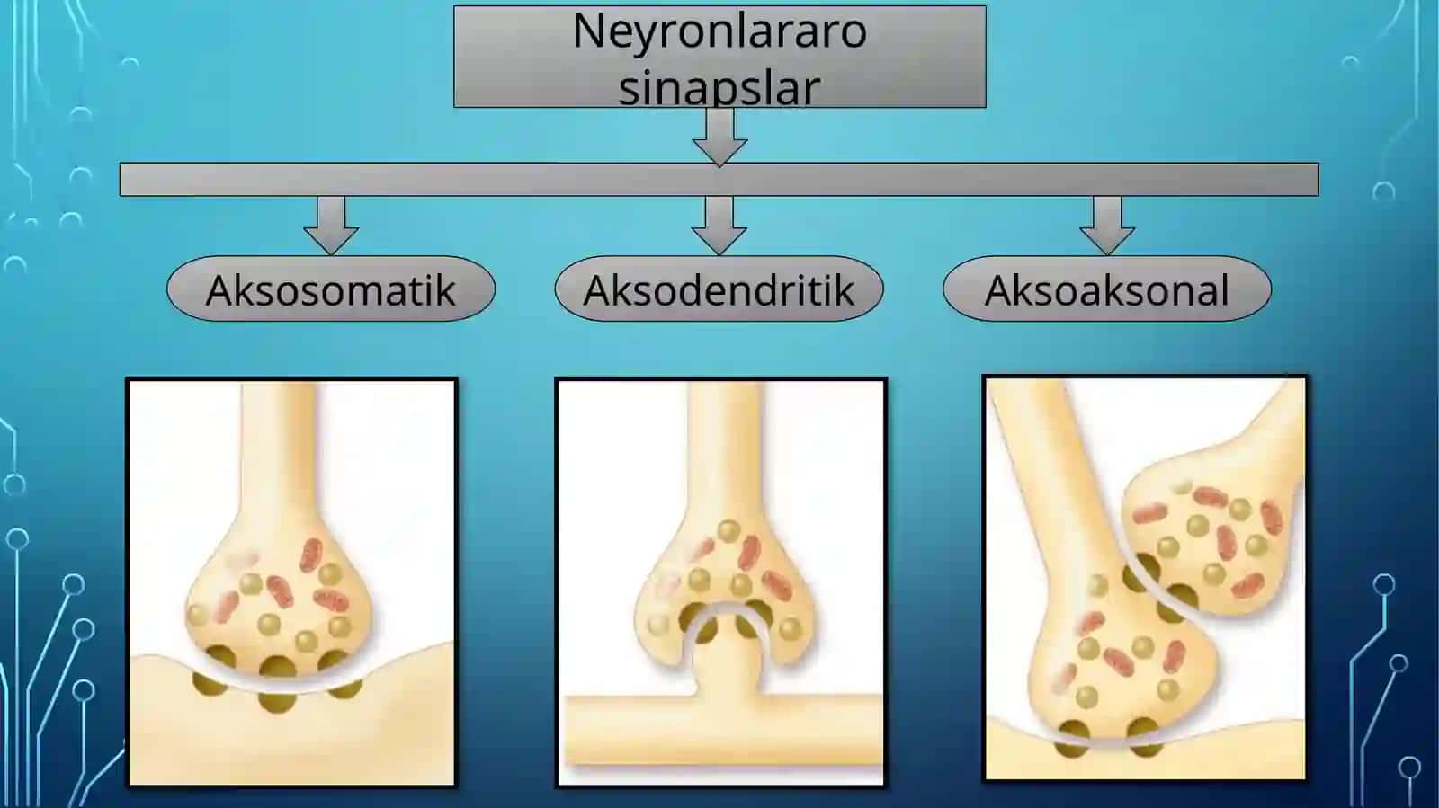 Sinapslar, nerv oxirlari 4