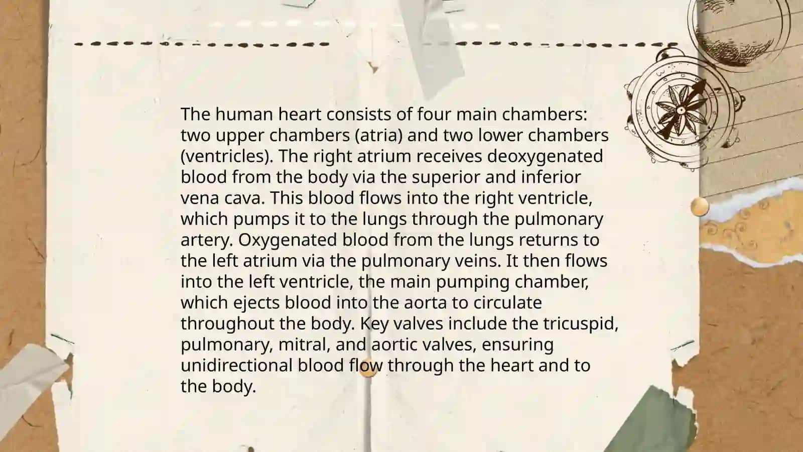Parts of a Plant Diagram 4
