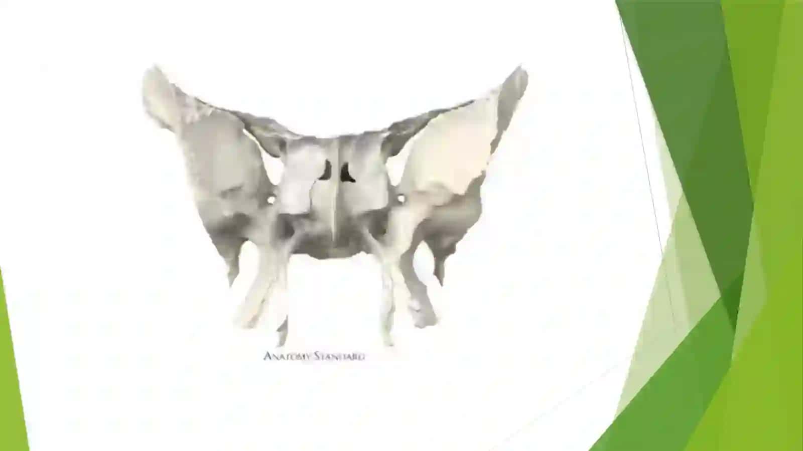Ponasimon va chakka suyagi 4