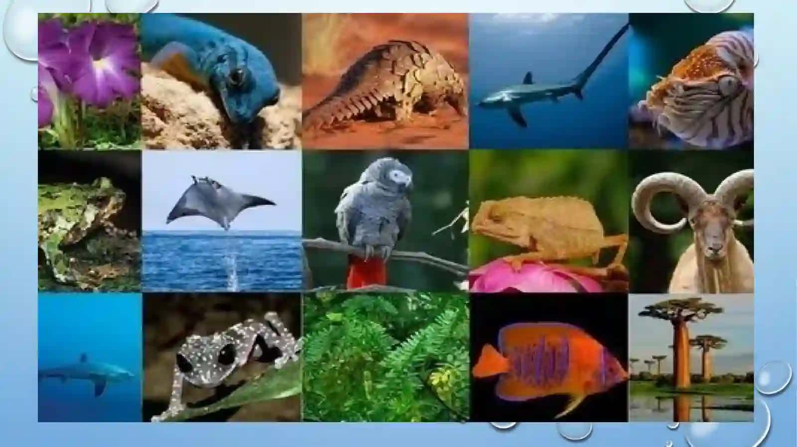 FLORA VA FAUNA GURUHLARI STRAGRAFIK AHAMIYATI 4