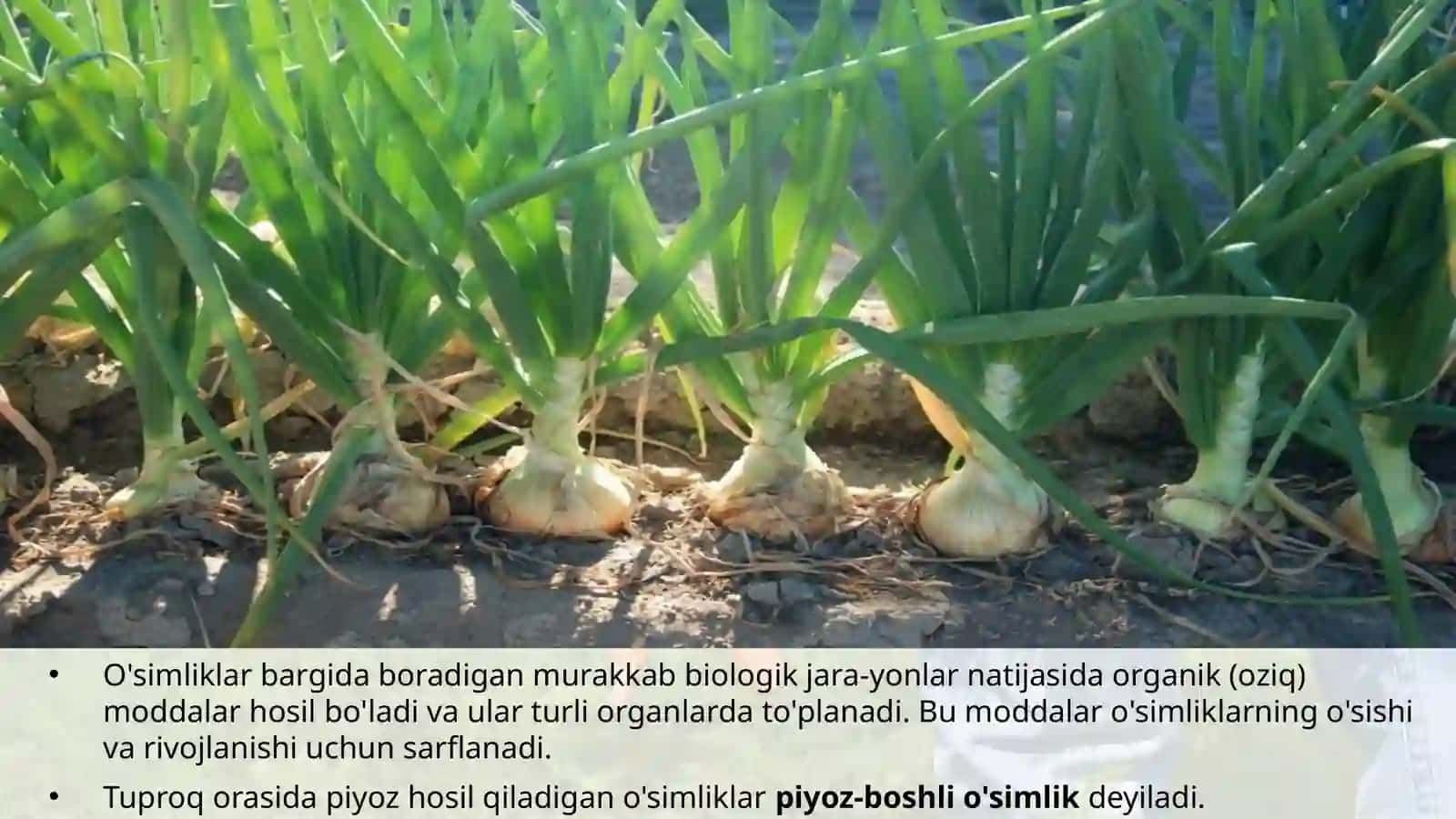 6-sinf Botanika Shakli o'zgargan novdalar 4