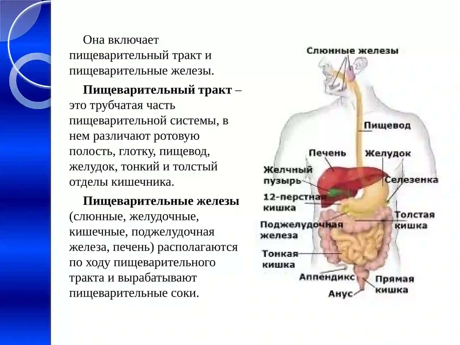 Пищеварительная система 4