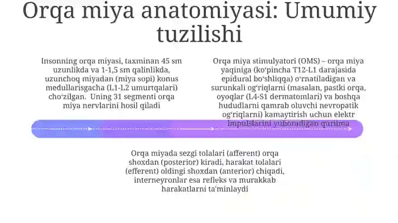 Orqa miyyaning tuzulishi va funksiyasi 4