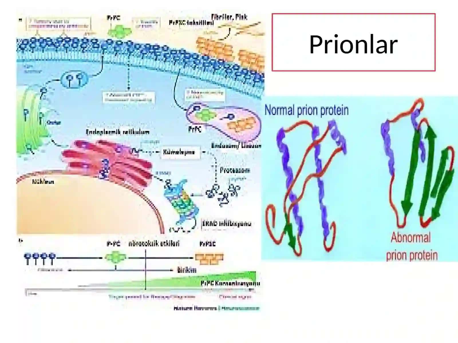 Prionlarning amaliyoti tibbiyotdan 4
