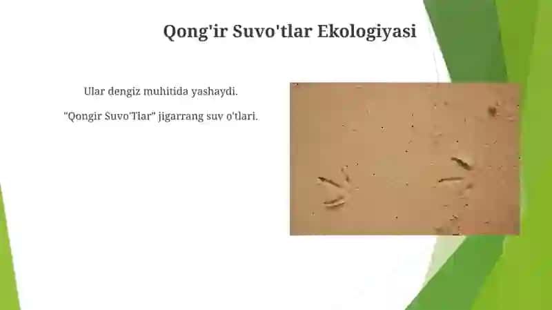 Qong'ir suvo'tlar guruhi 4
