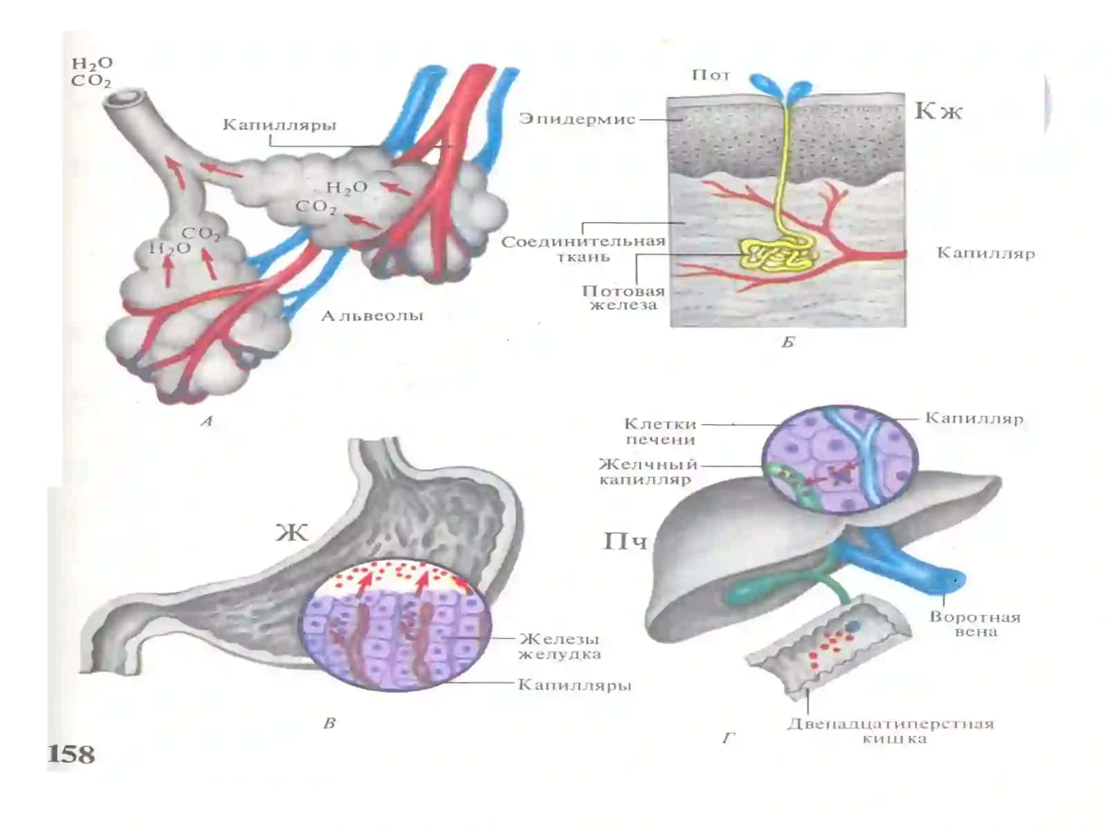 Организмнинг экскретор функцияси 4