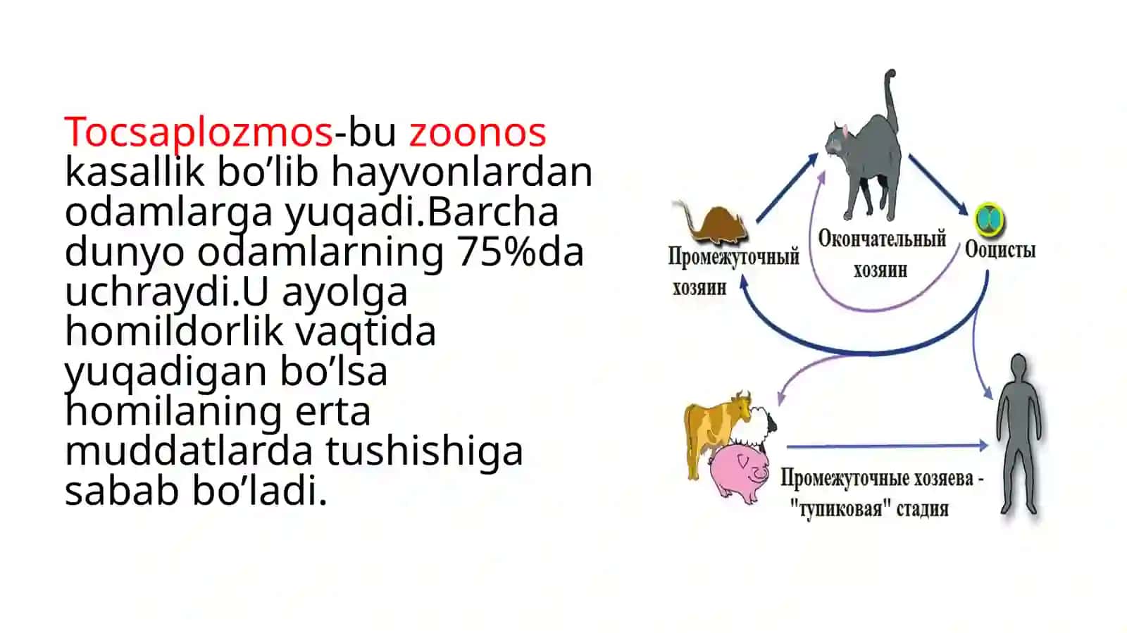 TORCH infeksiyasi diagnostikasi va patogenezi 4
