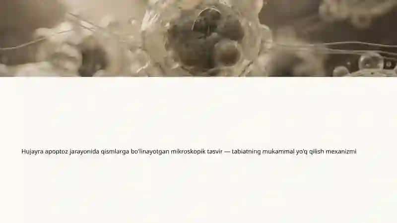 Apoptoz Mexanizmlari: Hayot va O'lim Orasidagi Muvozanat 4