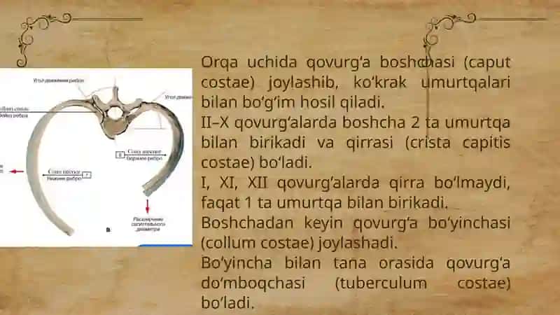 Qovurg'a, to'sh suyagi va ko'krak qafasi 4