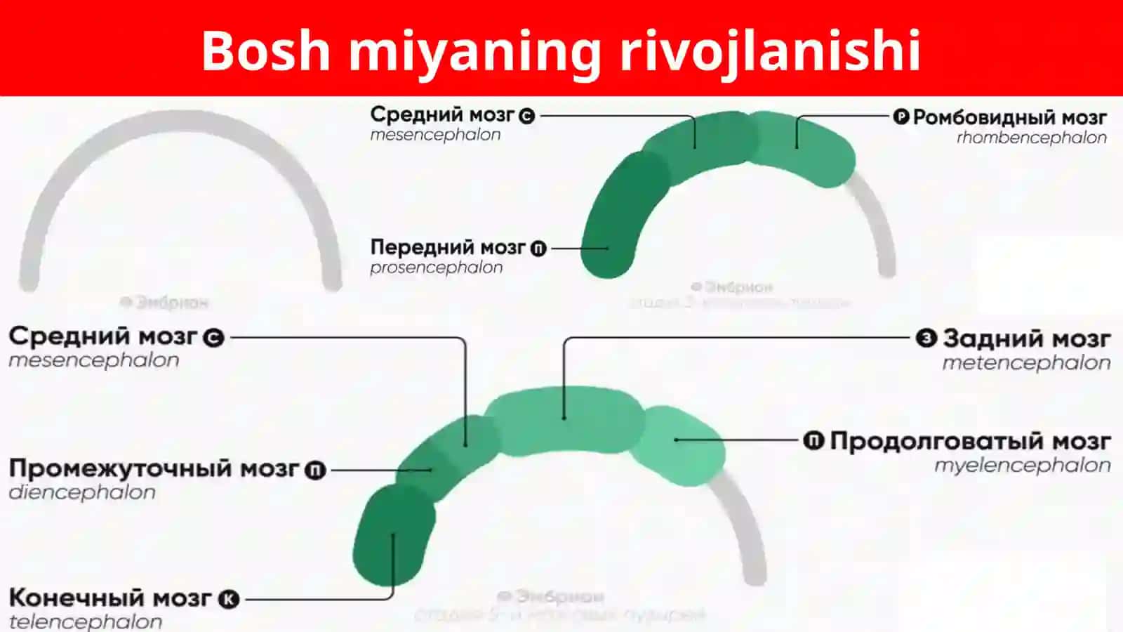 Uzunchoq miya 4
