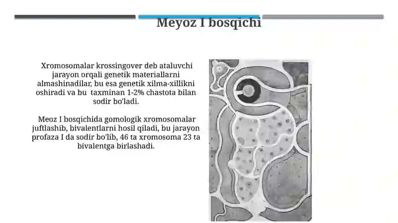 Hujayralarning boʻlinish turlari 4
