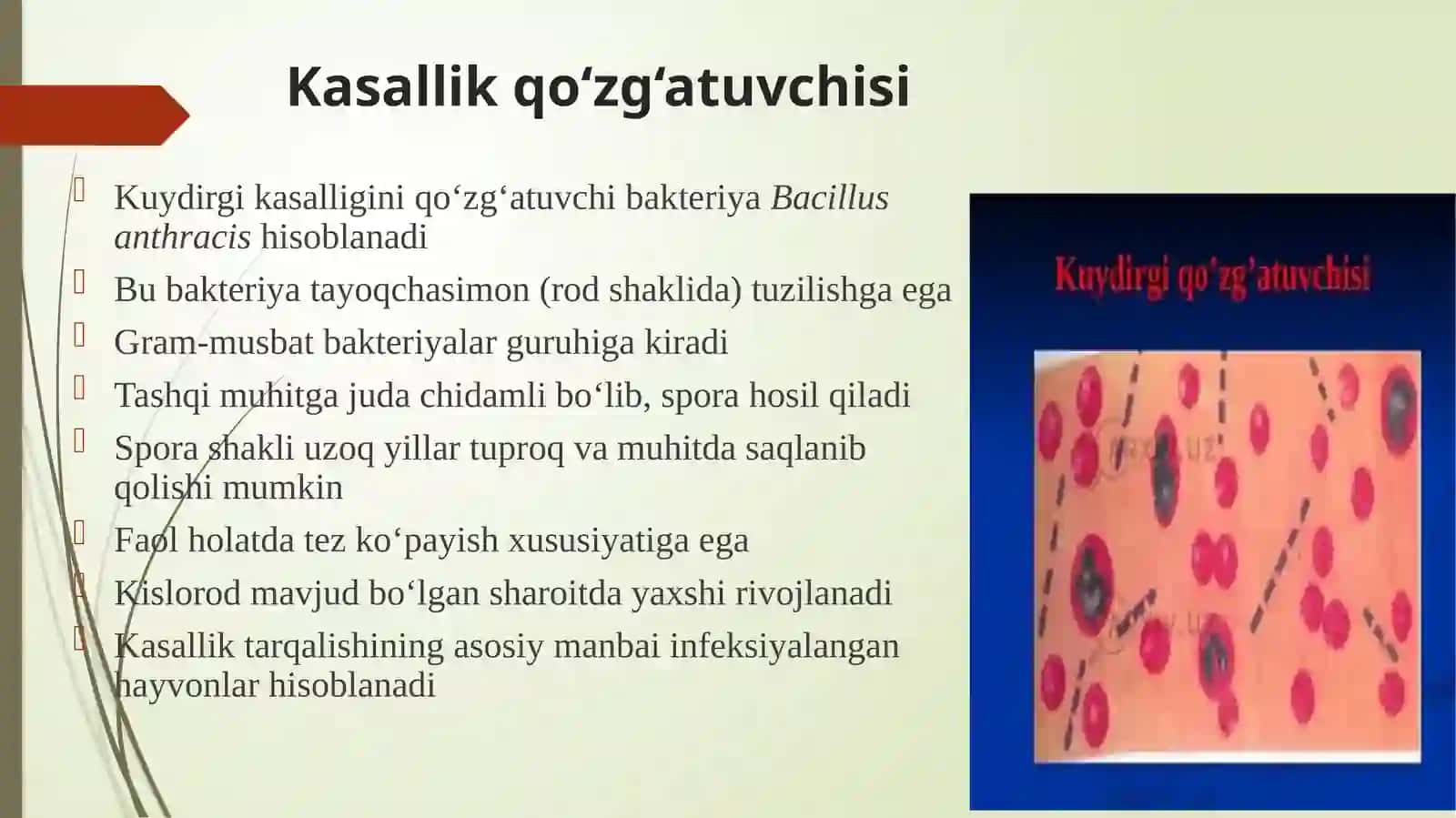 Kuydurgi 4