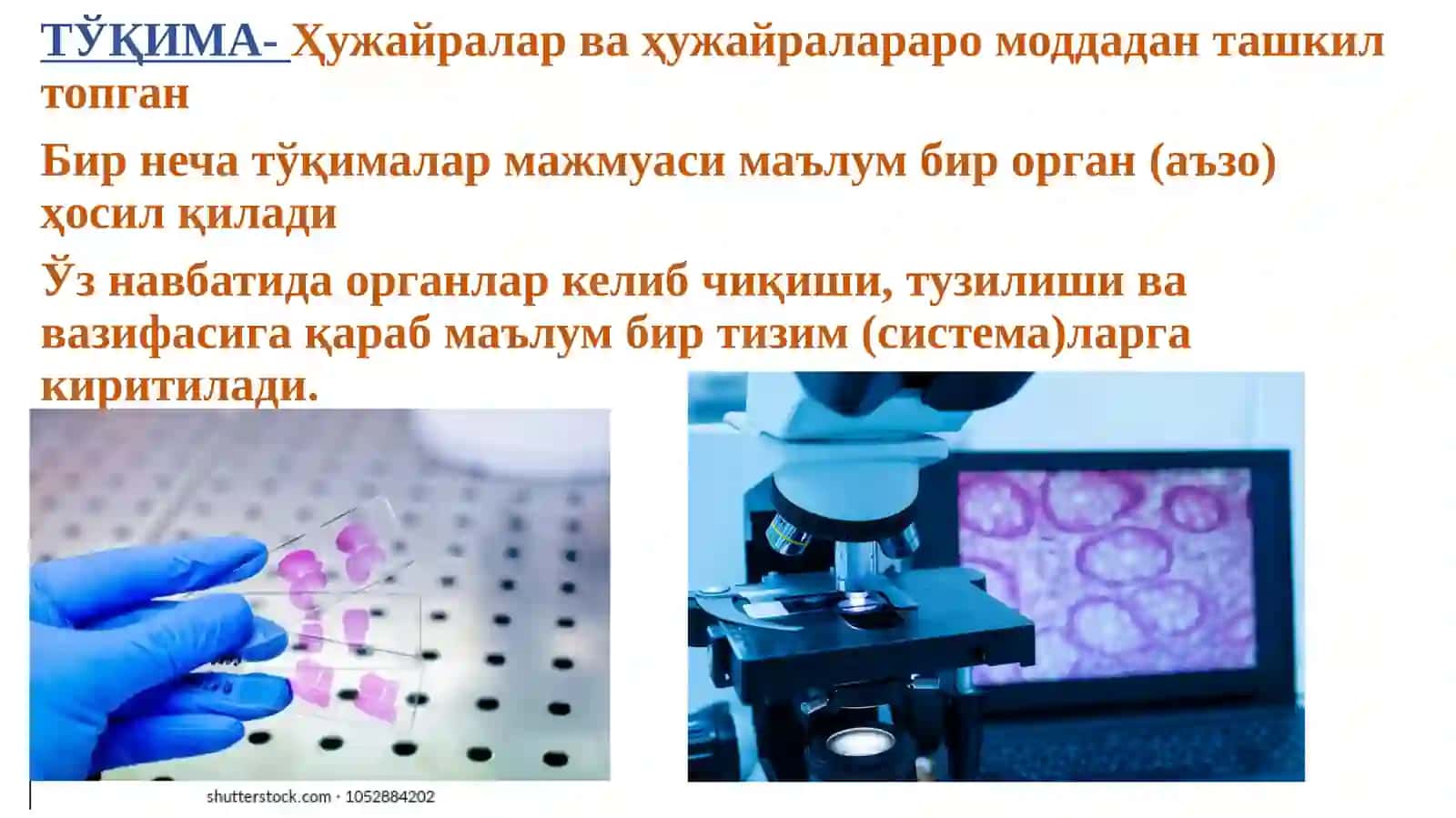 Гистология 4