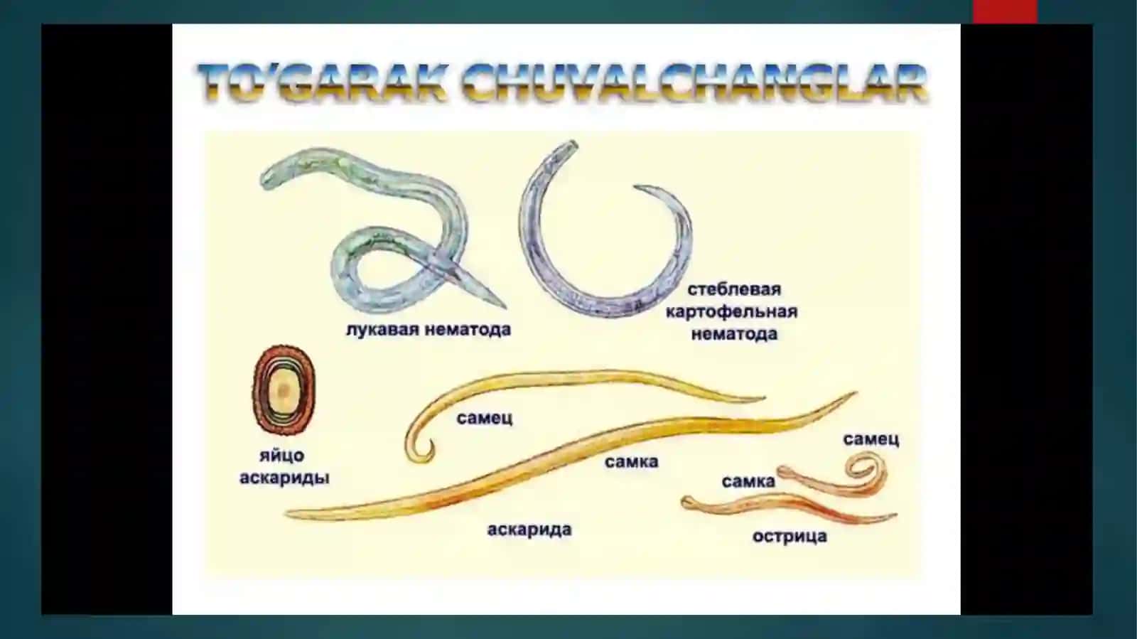 TO’GARAK CHUVALCHANGLAR TIPI. NEMATODALAR SINFI VA TIKONBOSHLILAR TIPI 4