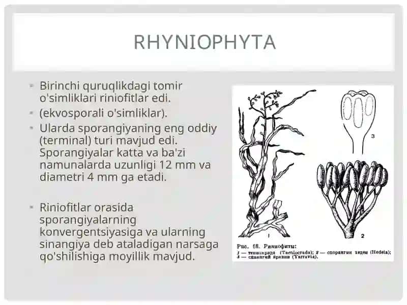 RINIYATOIFA –RYHNIOPHYTA O’SIMLIKLAR BO’LIMI 4