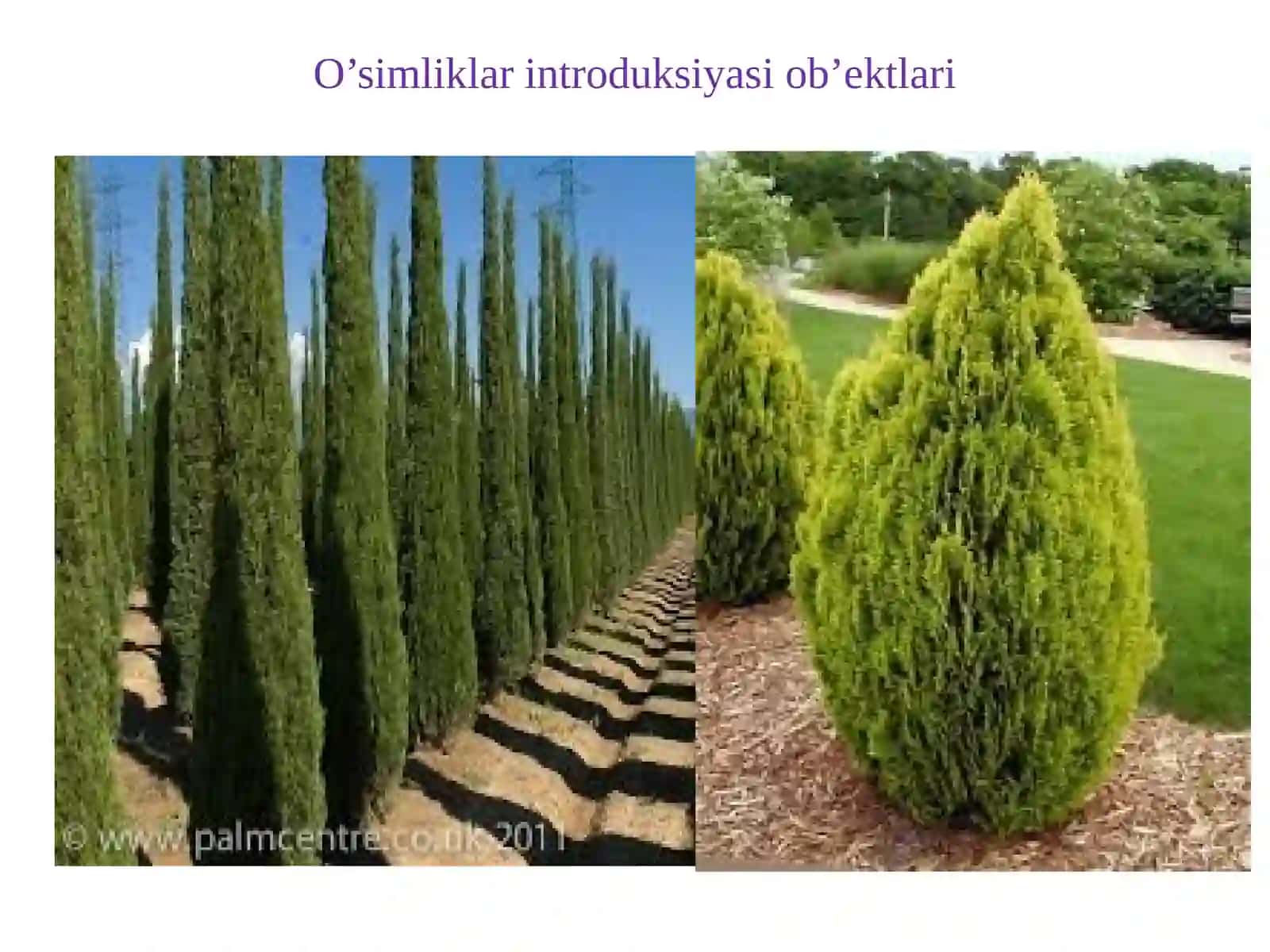 O’simliklar Introduksiyasi 4