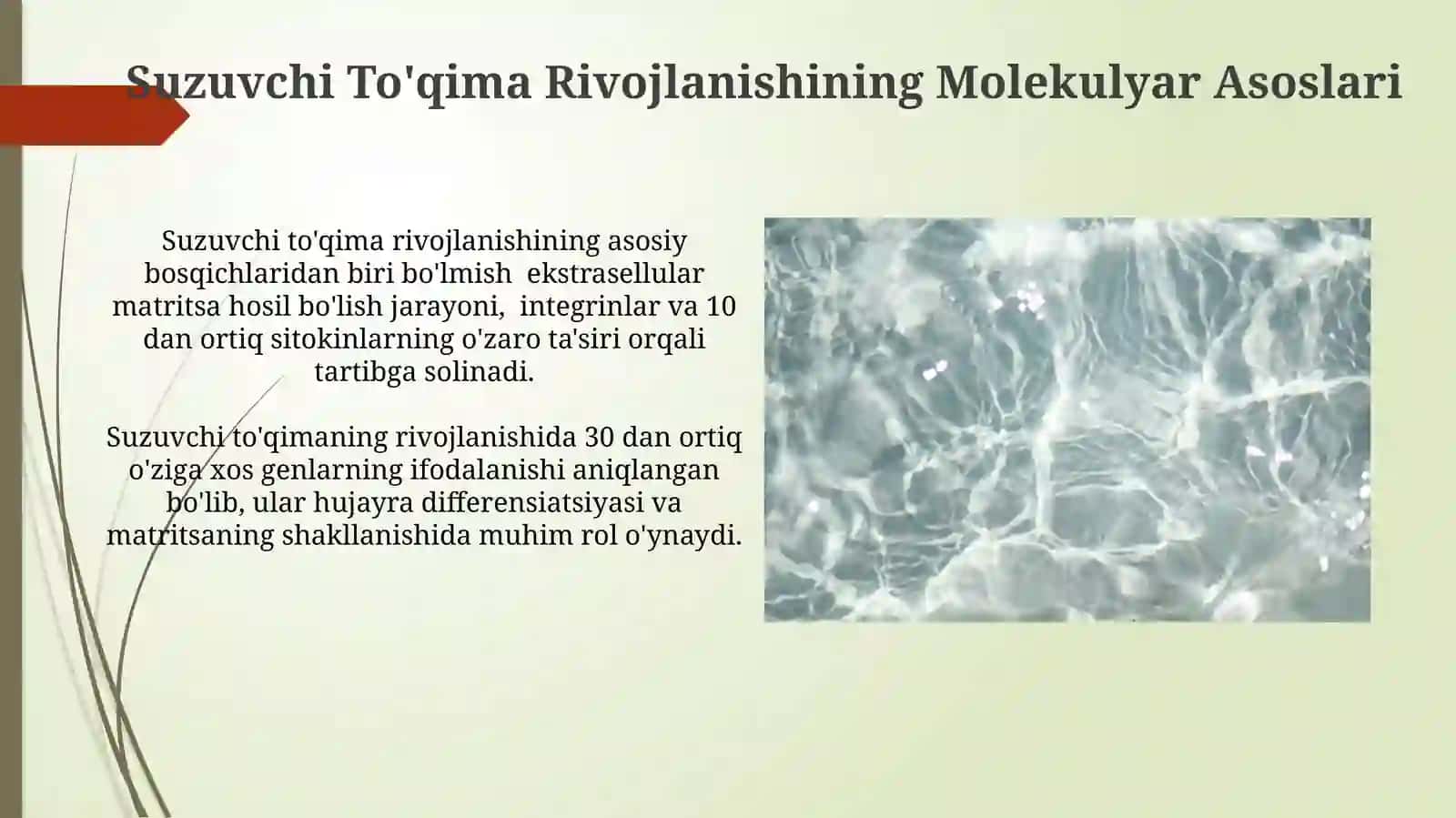 Suzuvchi To'qimaning Ontogenezi 4